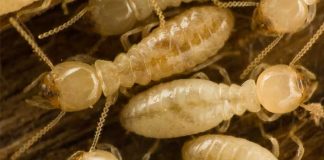 กำจัดปลวก ออกจากบ้าน