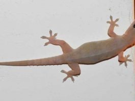 วิธีไล่จิ้งจก ออกจากบ้าน