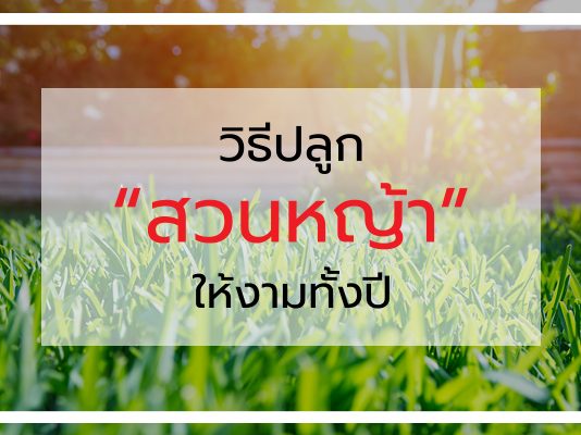 สนามหญ้า การดูแล วิธีปลูก