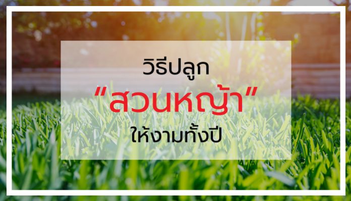 สนามหญ้า การดูแล วิธีปลูก