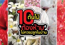 ต้นไม่สวยๆ ห้ามปลูกในบ้าน