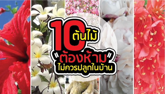 ต้นไม่สวยๆ ห้ามปลูกในบ้าน