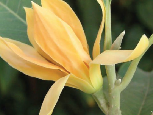 บ้านชั้นเดียว ต้นไม้